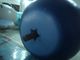 Reuseable 5ft Blueberry Fruit Shaped Balloons For Advertising , Inflatable Helium Balloon Ball